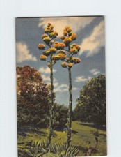 Postcard century plants for sale  Stevens Point