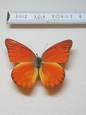 Appiaa galba männchen gebraucht kaufen  Halle