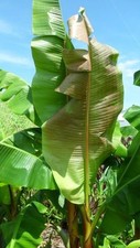 Musa mekong giant for sale  BECCLES