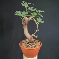 Pre bonsai fico usato  San Pancrazio Salentino