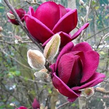 Magnolia genie fleurs d'occasion Magnolia genie fleurs d'occasion  Pouzauges