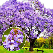 Empress tree paulownia for sale  Staten Island