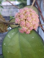 Hoya cv. joy for sale  USA
