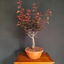 bonsai prunus usato bonsai prunus usato  San Pancrazio Salentino