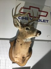 Point whitetail deer for sale  Corinth