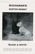 Westie scottie terrier d'occasion  Expédié en Belgium