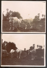 Lot cow study d'occasion  Expédié en Belgium