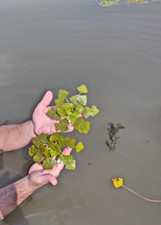 Biete stck wassernuss gebraucht kaufen  Gelsenkirchen