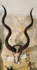 Real taxidermy greater for sale  MARGATE