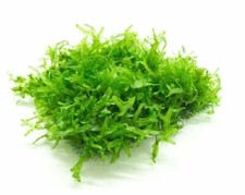 Subwassertang moss 5x5cm for sale  GRANTHAM