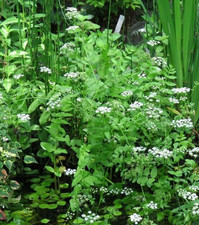 Sium erectum cresson d'occasion  Krautergersheim
