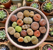 Boutique large lithops for sale  Edison