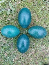Emu egg blown for sale  OAKHAM