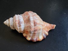 Conchiglia cymatium monoplex usato  Piombino