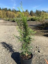 Thuja plicata virescens for sale  Silverton
