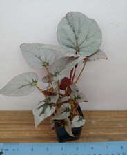 Begonia silver limbo for sale  Lexington