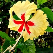 Hibiskus hibiscus rosa gebraucht kaufen Hibiskus hibiscus rosa gebraucht kaufen  Deutschland