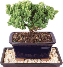 Live green mound for sale  Whittier