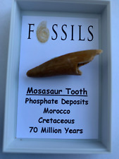 Fossil mosasaur dinosaur for sale  BLYTH