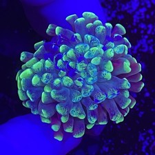 Live coral frag for sale  Clifton