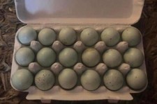 Celadon quail eggs for sale  WARMINSTER