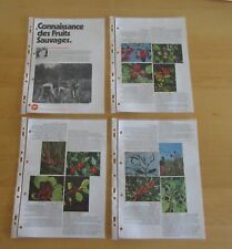 1978 poulain connaissance d'occasion  Rennes-