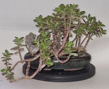 Bonsai crassula vata gebraucht kaufen  Düsseldorf