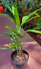 Lady palm tree for sale  Saint Petersburg