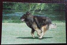 Postcard belgian shepherd for sale  LEICESTER