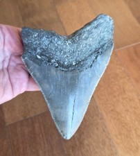 Huge 5.40 megalodon d'occasion  Expédié en Belgium