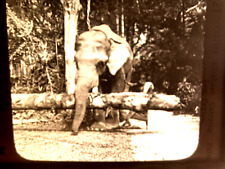Elephant palm log for sale  Waterford