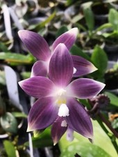 Phalaenopsis 1.5 pot for sale  San Francisco