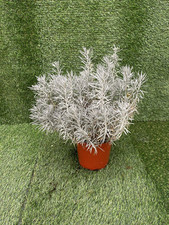 Elicriso pianta vaso usato  Terlizzi