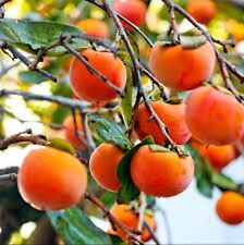 Live american persimmon for sale  Tazewell