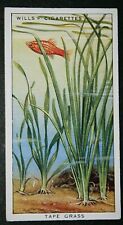 platy fish for sale platy fish for sale DERBY