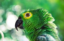 ARTE Foto Digital Producto Papel pintado Fondo Imagen Imagen Lindo animal amigo segunda mano  Embacar hacia Mexico