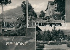 1955 spinone varie usato  Cremona