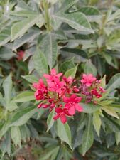 Red plumeria frangipani for sale  WEMBLEY