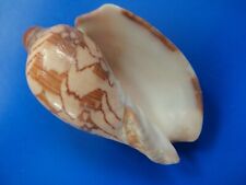 Voluta nobilis philippines d'occasion  Brioude
