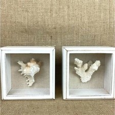 Shell coral shadow for sale  Chesterfield