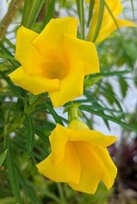 Indian kaner yellow for sale  UXBRIDGE