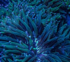 Nexus burst joker for sale  Huntington