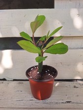 Euphorbia umbellata vaso usato  Lunamatrona