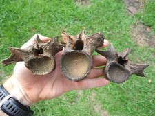 vertebrae for sale vertebrae for sale Tallahassee