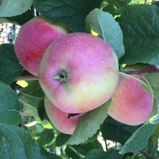großen apfelbaum gebraucht kaufen  Detmold