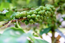 Dwarf arabica coffee for sale  Saint Augustine