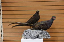 exotic pheasants for sale  Black Diamond