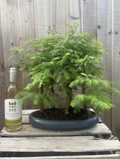 bonsai for sale bonsai for sale PERSHORE