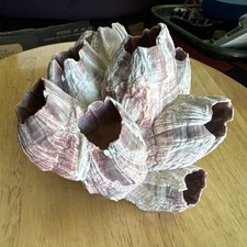 Ocean pink purple for sale  Loyalton