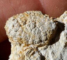 Crabe fossile espagne d'occasion  Cuxac-d'Aude